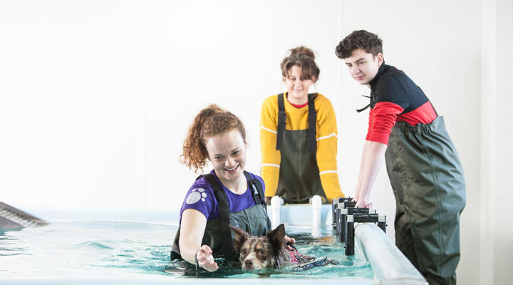 Cotswold Dog Spa Female And Dog In Pool