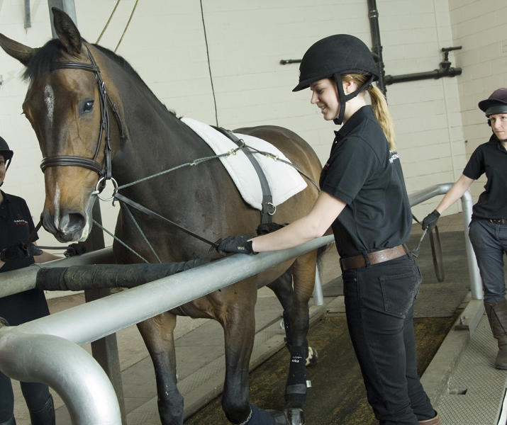 Horse Walking On Treadmill With Students