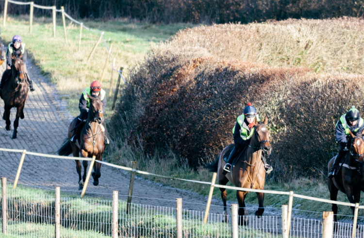 Horses On Gallops (1)