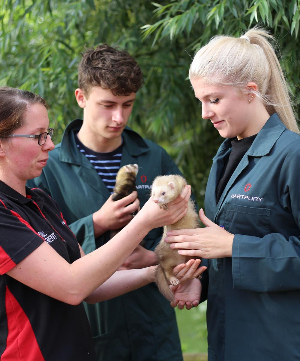 College Animal Students handling ferrets