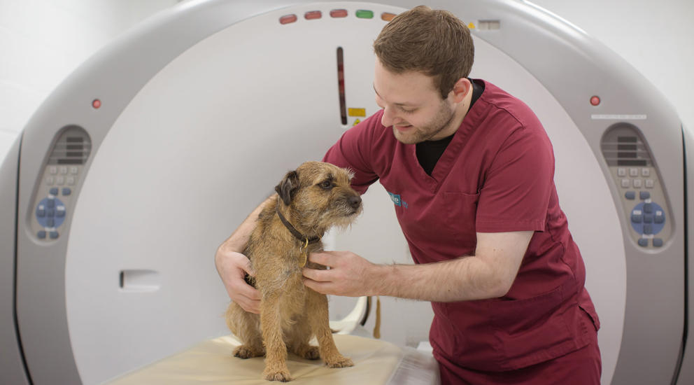 Vale Vets Dog And Veterinary Nurse In Ct Scanner