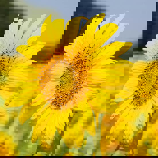 Sunflower In Sunshine