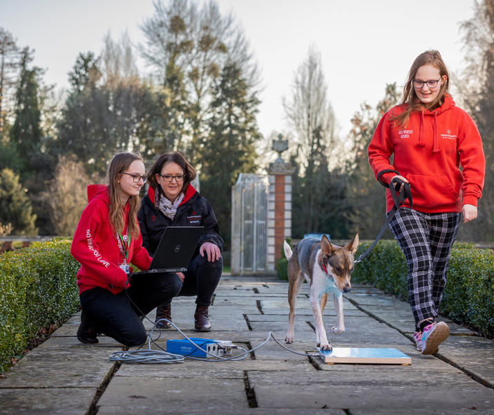 Students And Lecturer Working With Dog And Canine Force Plate