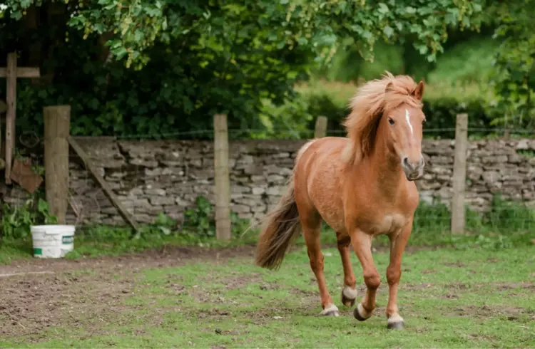 Grazing System Horse.Jpg