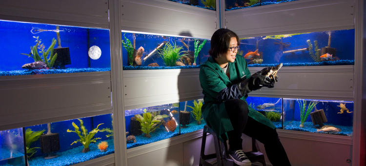 Level 3 Diploma Animal Management