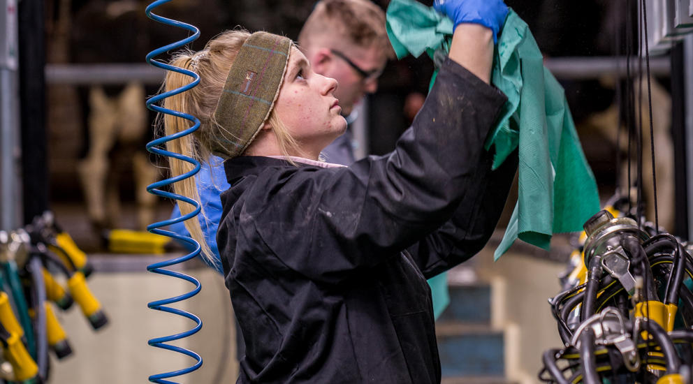 College Student In Milking Parlour