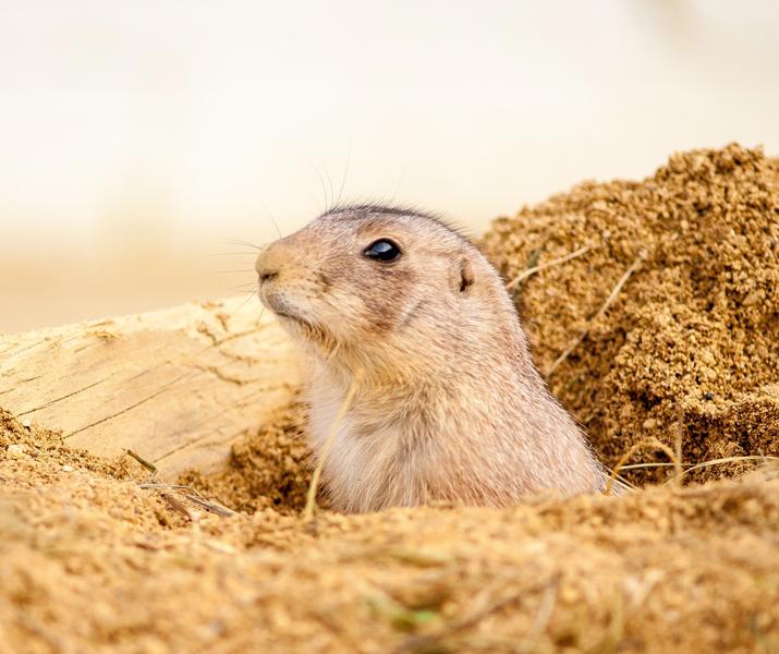 Hartpury University Animal
