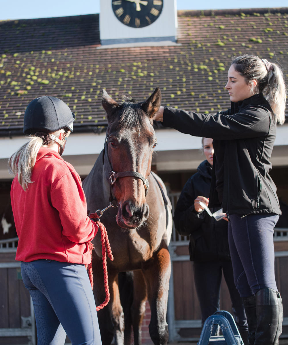 Level 3 Diploma Equine Management Equitation Non Riding