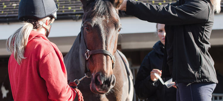 Level 3 Diploma Equine Management Equitation Non Riding
